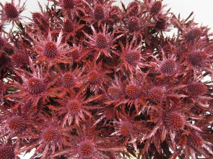 <h4>Eryng Orion Bordeaux / Gli L60</h4>