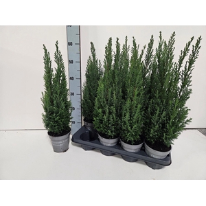 Chamaecyparis laws. Ellwoodii