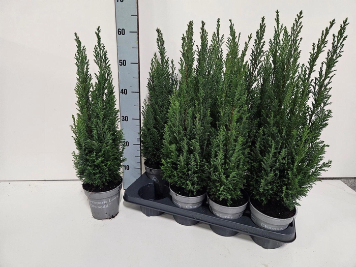 <h4>Chamaecyparis laws. Ellwoodii</h4>