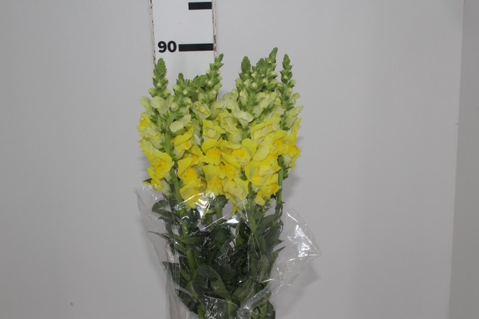 <h4>BOCA DE LEAO AMARELA 070 CM</h4>