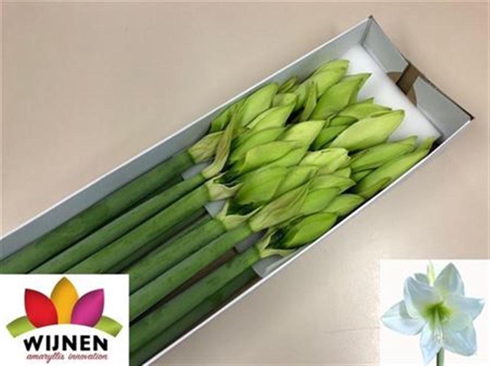 <h4>Hipp Ga Albarino</h4>