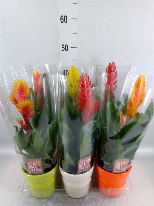 <h4>Vriesea ...mix 6</h4>