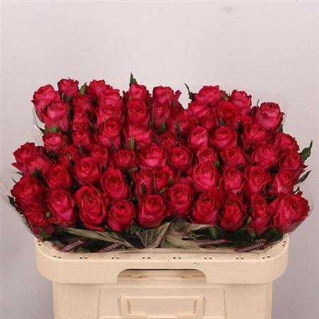 <h4>R Gr Madam Cerise</h4>