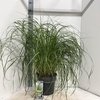 Pennisetum alopecuroides