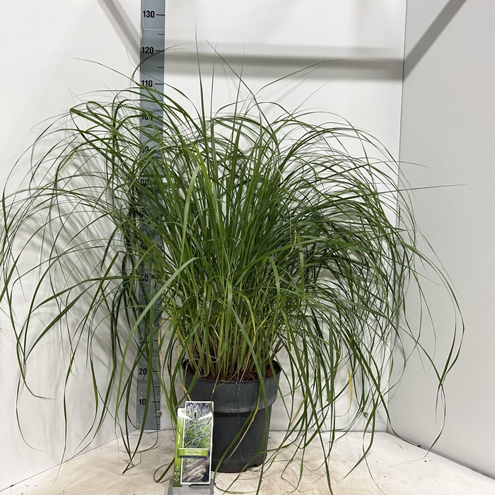 <h4>Pennisetum alopecuroides</h4>