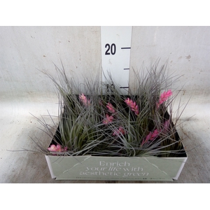 Tillandsia