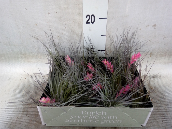 <h4>Tillandsia</h4>
