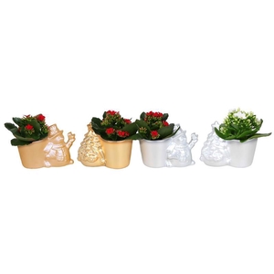 KALANCHOE BLOSSFELDIANA 'MINI'