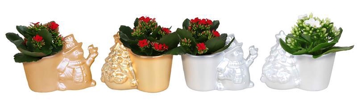 <h4>KALANCHOE BLOSSFELDIANA 'MINI'</h4>