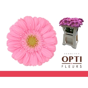 Germini Kirstey Water