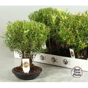 BONSAI OV