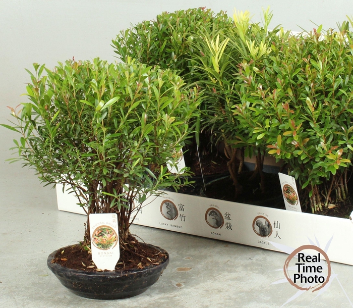 <h4>BONSAI OV</h4>