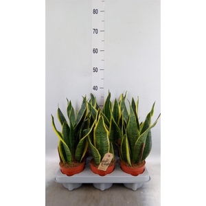 Sansevieria trifa. 'Futura Superba'