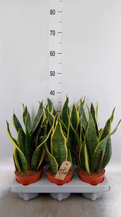 <h4>Sansevieria trifa. 'Futura Superba'</h4>