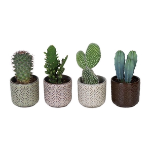 CACTACEAE p6 L 66038