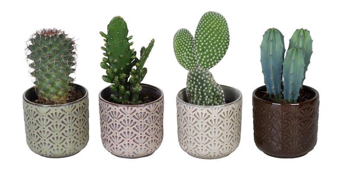 <h4>CACTACEAE p6 L 66038</h4>