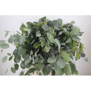 Euca Populus 300gr P Bunch