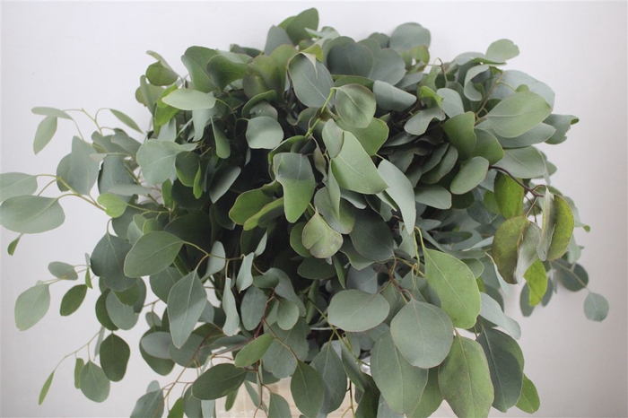 <h4>Euca Populus 300gr P Bunch</h4>