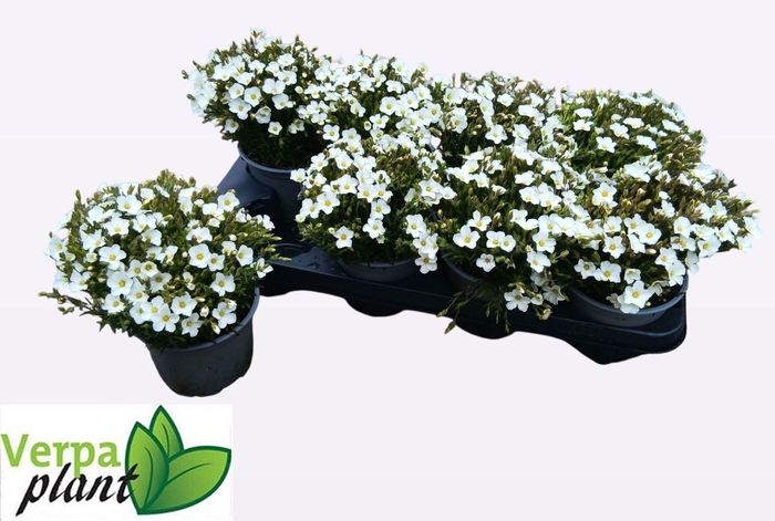 <h4>AREN MONTANA</h4>