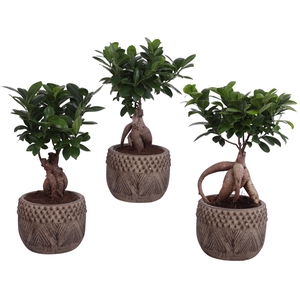 Ficus m. Ginseng Ball Shape Ø12cm in Ø16cm Ceramic EV665