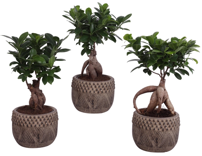 <h4>Ficus m. Ginseng Ball Shape Ø12cm in Ø16cm Ceramic EV665</h4>