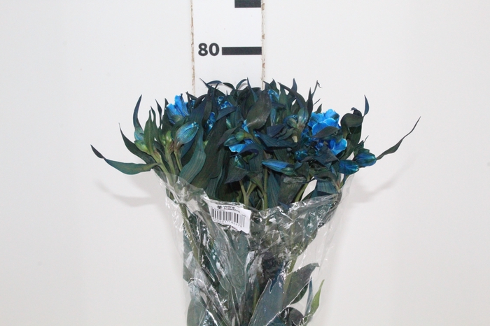 <h4>ALSTROEMERIA TINGIDA 080 CM AZUL</h4>