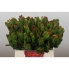 Leucadendron Laurel Yellow