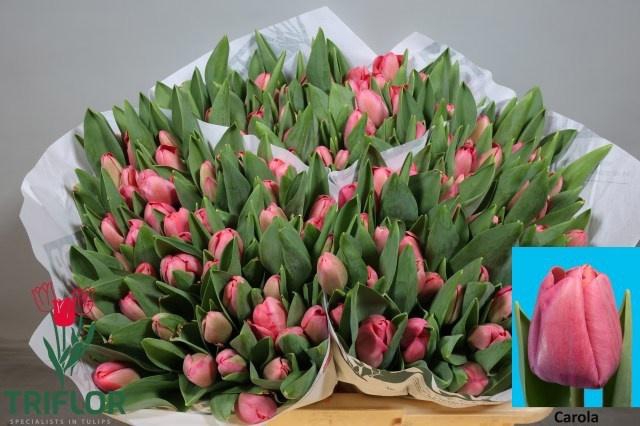 <h4>TU EN CAROLA</h4>