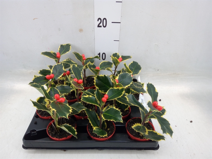 <h4>Ilex aquifolium</h4>