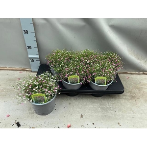 GYPS MURALIS GEM POT