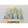 Amaranthus Yearming Desert