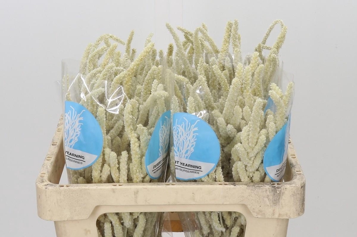 <h4>Amaranthus Yearming Desert</h4>