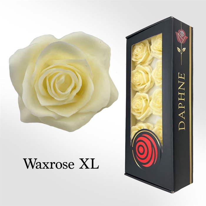 <h4>Wax Rose Xl Vanille</h4>