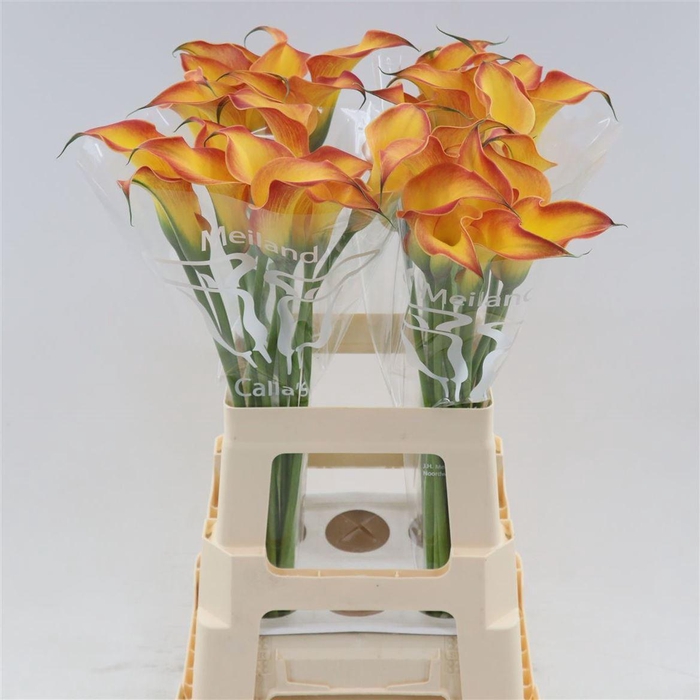 <h4>Calla Morning Sun</h4>