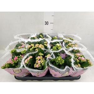 Kalanchoe blos.   ..mix