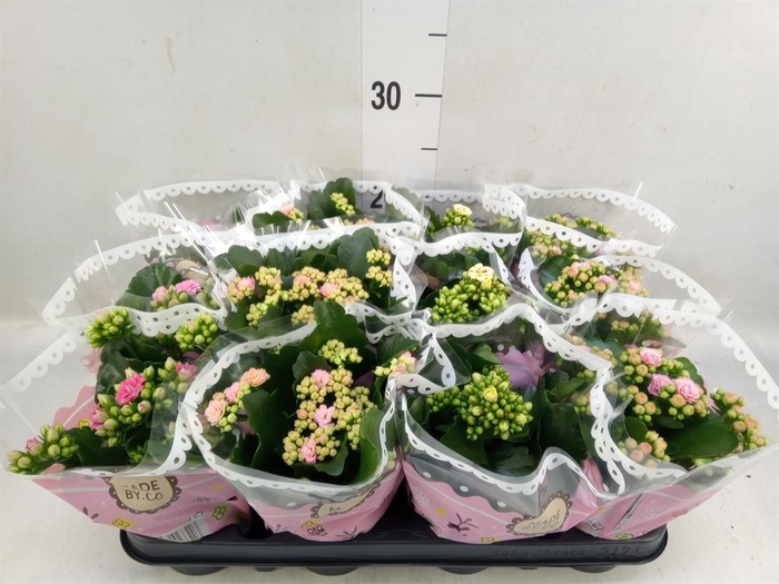 <h4>Kalanchoe blos.   ..mix</h4>