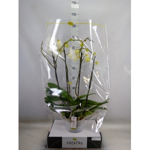 Phalaenopsis   ...white