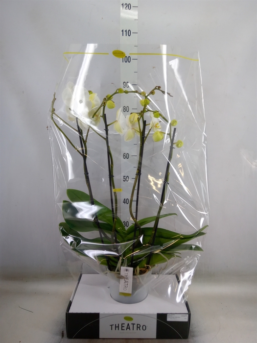 <h4>Phalaenopsis   ...white</h4>