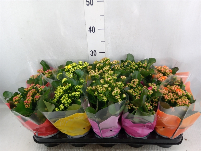 <h4>Kalanchoe blos.   ..rosebud mix  5</h4>