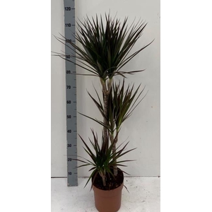 Dracaena Magenta 21Ø 120cm 3pp