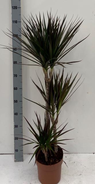 Dracaena Magenta 21Ø 120cm 3pp