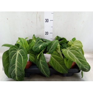 Anthurium   ...