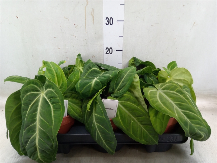 <h4>Anthurium   ...</h4>
