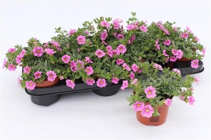 <h4>Calibrachoa Pink</h4>