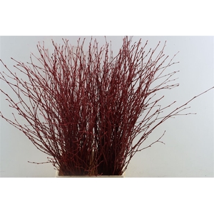 Berk 70cm Rood Pbs