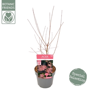 Acer palm. 'Taylor' ®