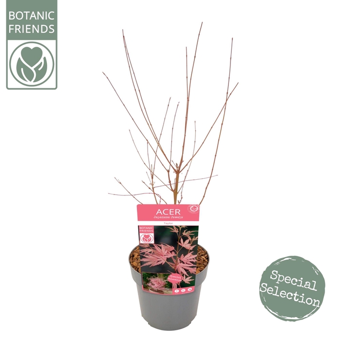 <h4>Acer palm. 'Taylor' ®</h4>