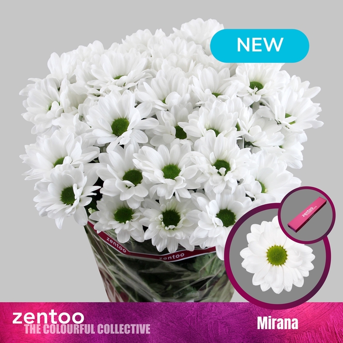 <h4>Chrysanthemum Indicum Grp tros Mirana</h4>
