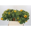Helianthus Orange Fire
