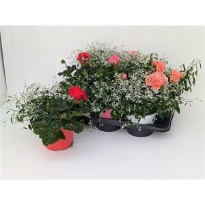 Gattungsmix Magic Twin XL (Euphorbia Diamond Frost + Pelargonium) T17